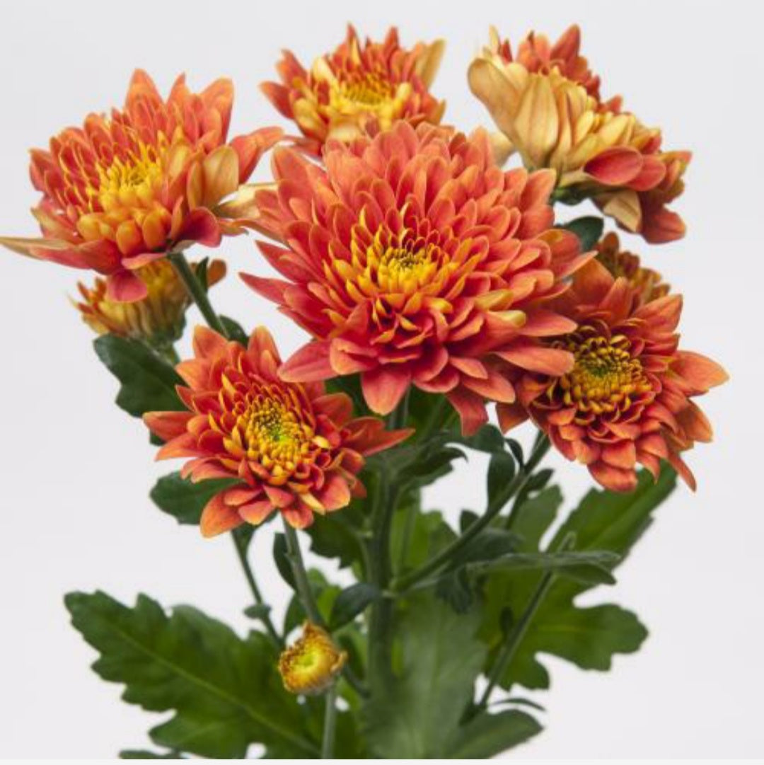 Chrysanthemum Bronze/Brown Double Bunch (70cm)(×5 Stems)