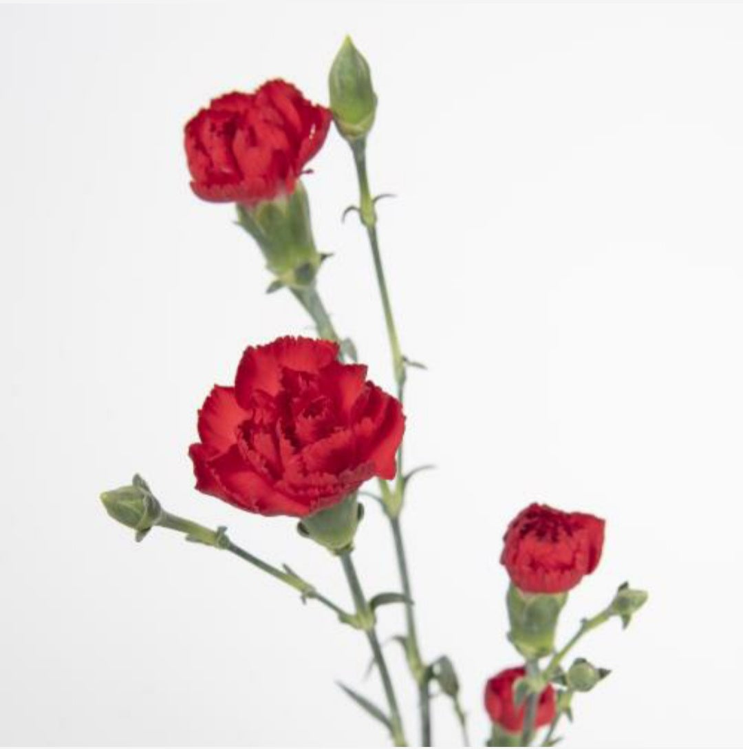 Spray Carnations (×5 Stems)