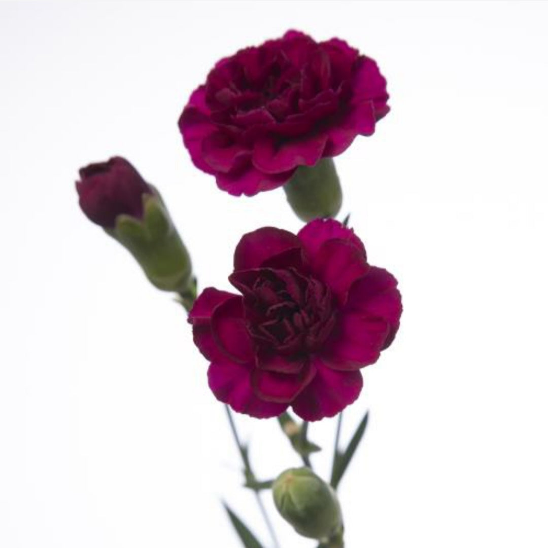 Spray Carnations (×5 Stems)
