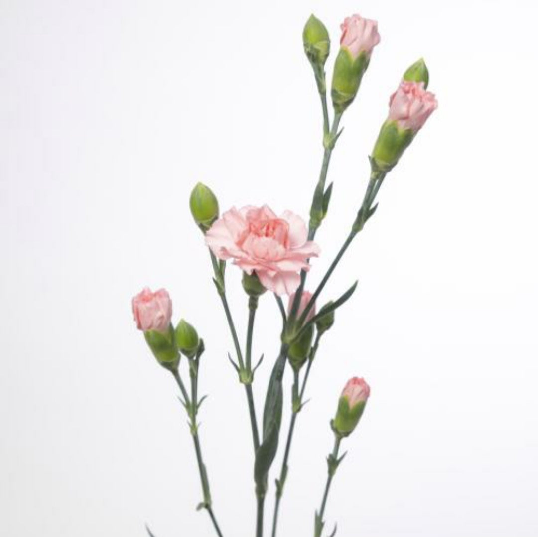 Spray Carnations (×5 Stems)