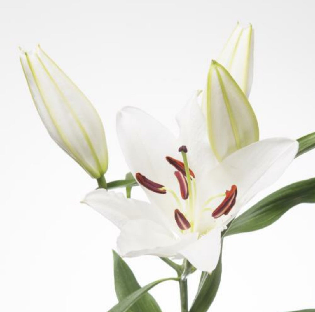 Lily Oriental White 80-90cm (10 Stems)(3+ Heads Per Stem)