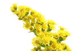 Solidago Flower (×5 Stems) (60cm)