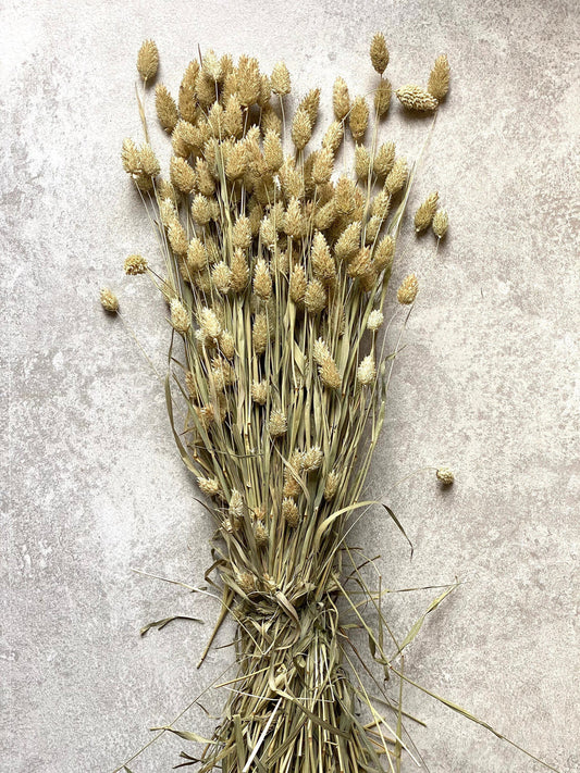 Dried Natural Phalaris Grass (Canary Grass) Bunch (100+ Stems)