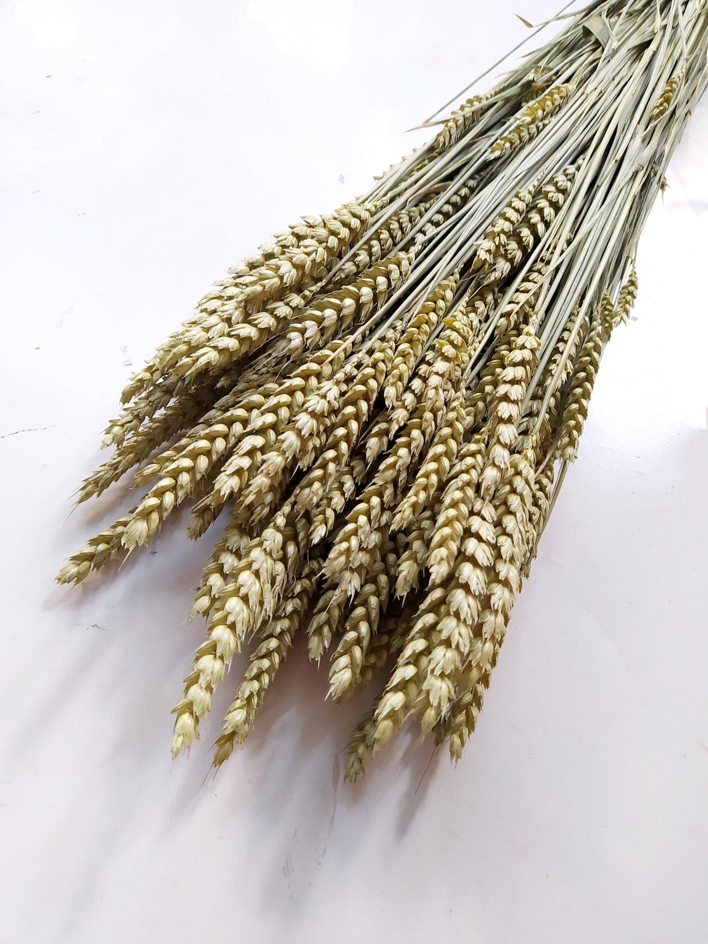 Dried Natural Wheat (100+ Stems)