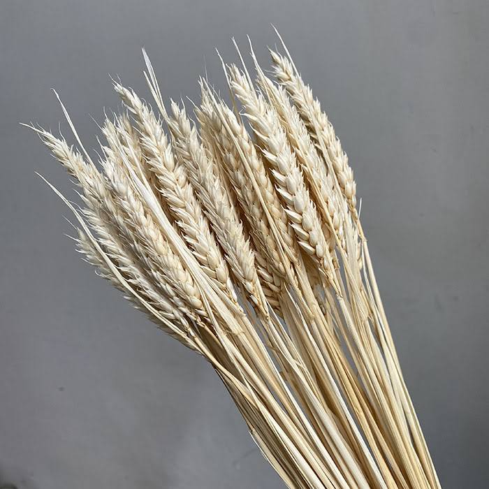 Dried Bleached Wheat (100+ Stems)