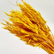 Dried Yellow Oats (100+ Stems)