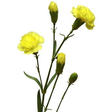 Spray Carnations (×5 Stems)